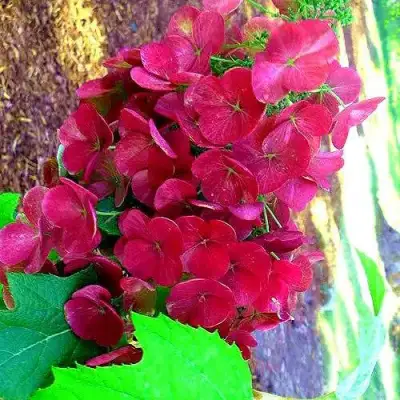 Гортензия АМЕТИСТ дуболистная в Фаниполе