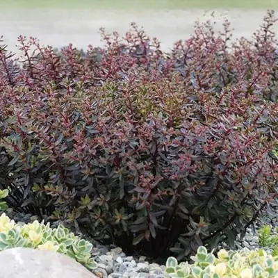 Очиток (седум) САНСПАРКЛЕР ДЖЕЙД ТАФФЕТ в Фаниполе