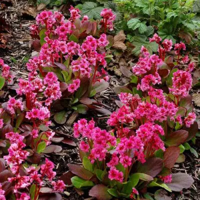 Бадан ФЛИРТ в Фаниполе