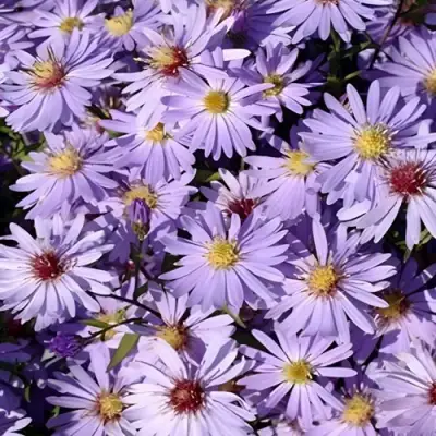 Астра БЛЮ ХЕВЕН сердцелистная в Фаниполе