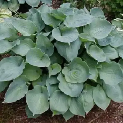 Хоста МУНЛАЙТ СОНАТА гибридная в Фаниполе