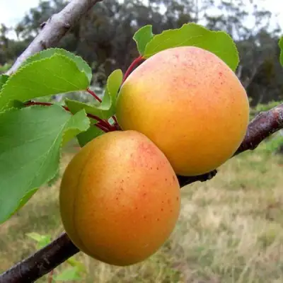 Абрикос ОРЛОВЧАНИН  в Фаниполе