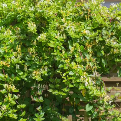 Жимолость ХАЛЛИАНА японская (Хелиана) в Фаниполе