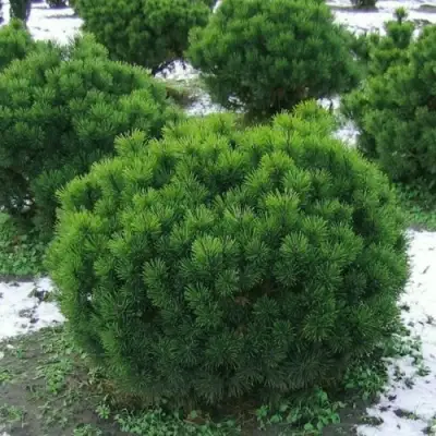 Сосна горная МУГУС в Фаниполе