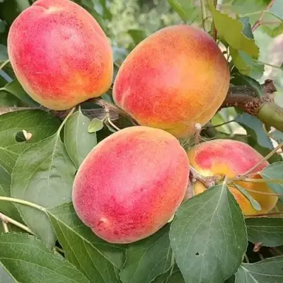 Абрикос ОСОБЕННЫЙ ДЕНИСЮКА в Фаниполе