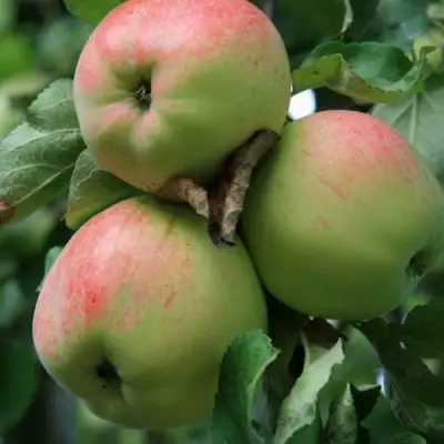 Яблоня УТРО в Фаниполе