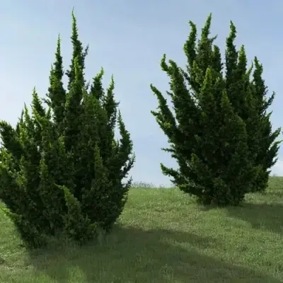 Можжевельник КАЙЗУКА китайский в Фаниполе