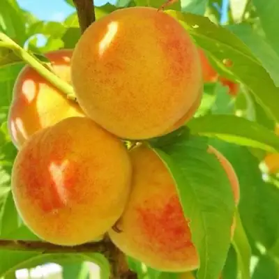 Персик ВЕТЕРАН в Фаниполе