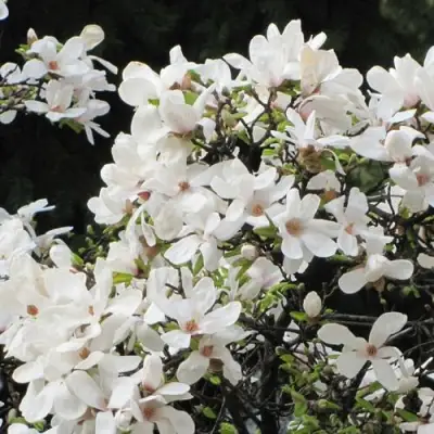 Магнолия КОБУС в Фаниполе