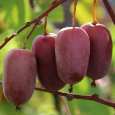 Актинидия ПУРПУРНО САДОВАЯ  аргута в Фаниполе