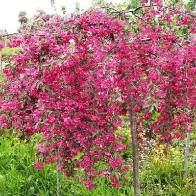 Яблоня КИНГ БЬЮТИ декоративная в Фаниполе