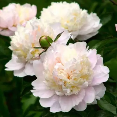 Пион ШИРЛИ ТЕМПЛ травянистый в Фаниполе