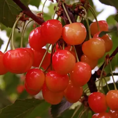 Черешня ФАТЕЖ в Фаниполе