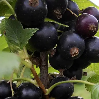 Смородина чёрная НЕСТЕР КОЗИН в Фаниполе