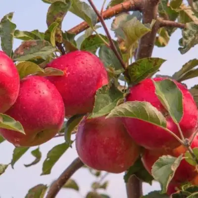 Яблоня РОЖДЕСТВЕНСКОЕ в Фаниполе