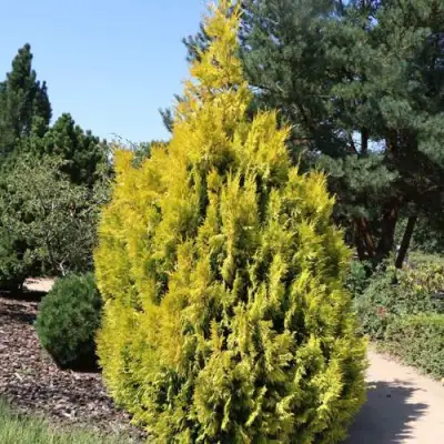 Туя СТОУНХАМ ГОЛД складчатая в Фаниполе