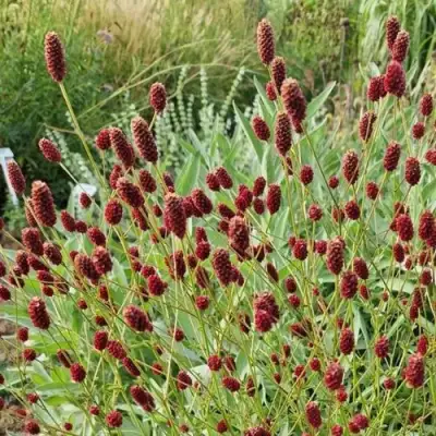 Кровохлебка БИТЛВИНГЗ в Фаниполе