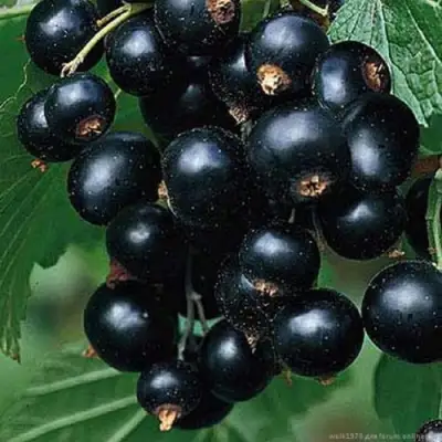 Смородина черная БЕН КОНАН в Фаниполе