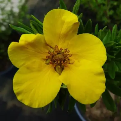 Лапчатка ГОЛДФИНГЕР кустарниковая в Фаниполе