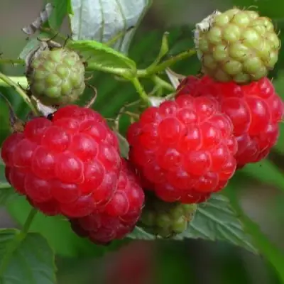 Малина СОЛНЫШКО в Фаниполе