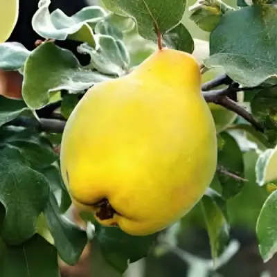 Айва МИР в Фаниполе