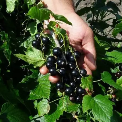 Смородина чёрная СЕЛЕЧЕНСКАЯ в Фаниполе