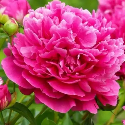 Пион НОЧНЫЕ ГРЕЗЫ древовидный в Фаниполе