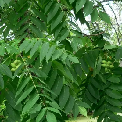 Орех МАНЬЧЖУРСКИЙ в Фаниполе