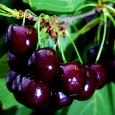 Дюк НОЧКА в Фаниполе