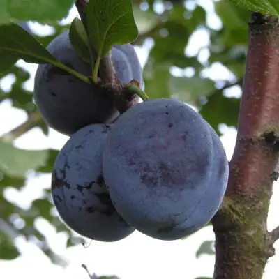 Слива ВЕНГЕРКА БЕЛОРУССКАЯ в Фаниполе