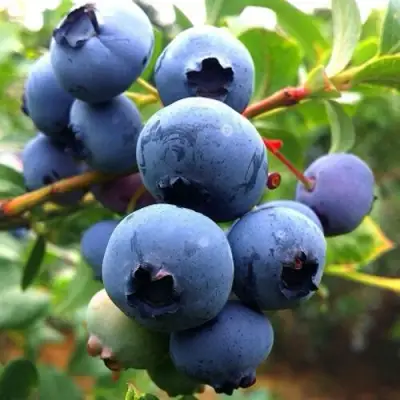 Голубика ДЮК в Фаниполе