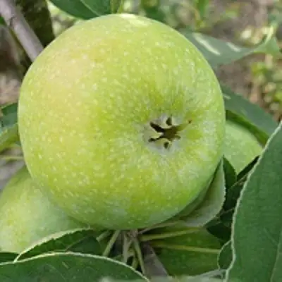 Яблоня РЕНЕТ СИМИРЕНКО в Фаниполе