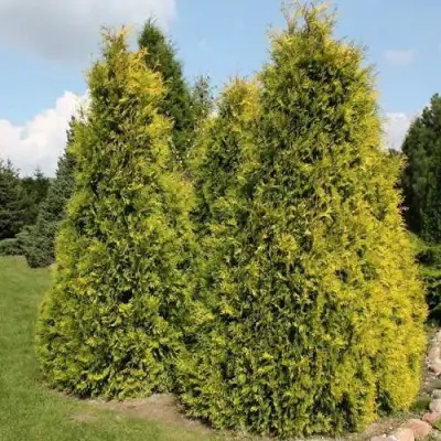 Туя АУРЕОСПИКАТА западная в Фаниполе