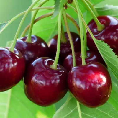 Дюк ЖИВИЦА (ЧЕРЕВИШНЯ) в Фаниполе