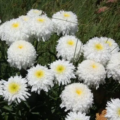 Нивяник ФИОНА ГОГХИЛЛ великолепный в Фаниполе