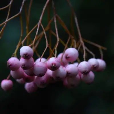 Рябина ПЕКИНСКАЯ сладкоплодная в Фаниполе