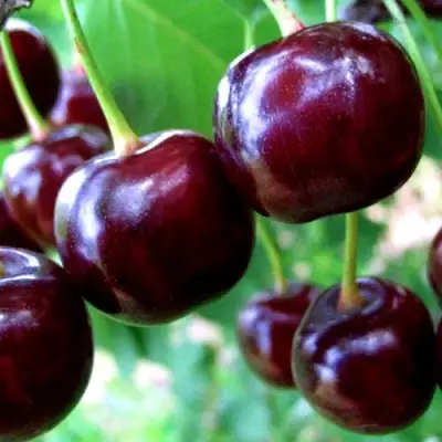 Дюк ЧУДО-ВИШНЯ в Фаниполе