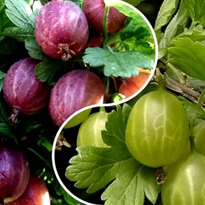 Комплект РЕДКИЙ СЧАСТЛИВЧИК в Фаниполе