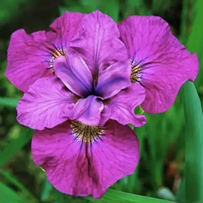 Ирис СИ Я ЛЕЙТЕР сибирский в Фаниполе