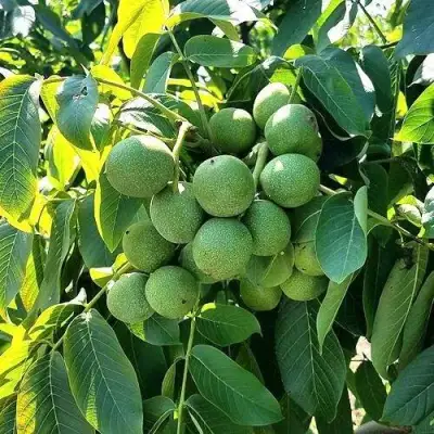 Грецкий орех  ИЗЯЩНЫЙ в Фаниполе