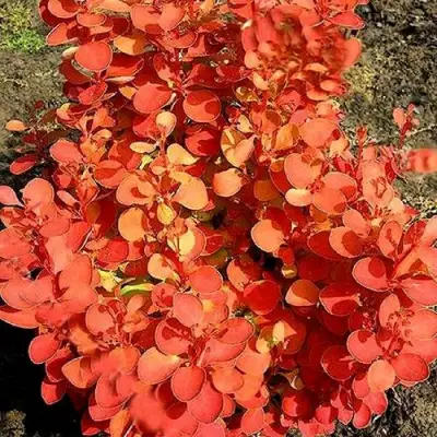 Барбарис ОРАНЖ ФАЙЕР тунберга в Фаниполе