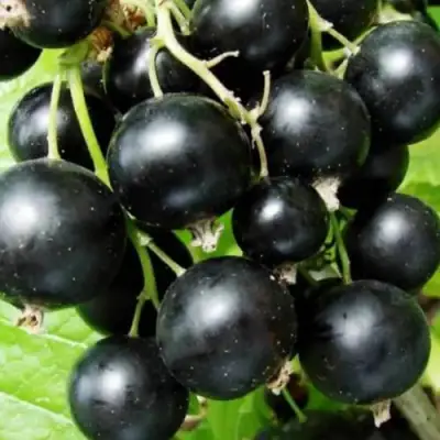 Смородина черная КЛУССОНОВСКАЯ в Фаниполе