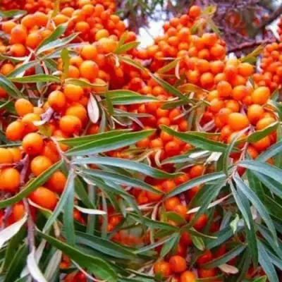 Облепиха ВОРОБЬЕВСКАЯ в Фаниполе