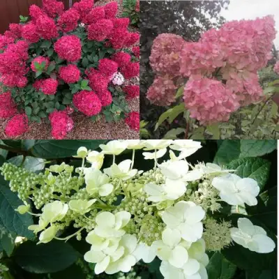 Комплект САД ЭМОЦИЙ в Фаниполе