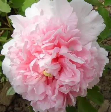 Пион БУКЕТ РОЗОВЫХ ГВОЗДИК древовидный в Фаниполе