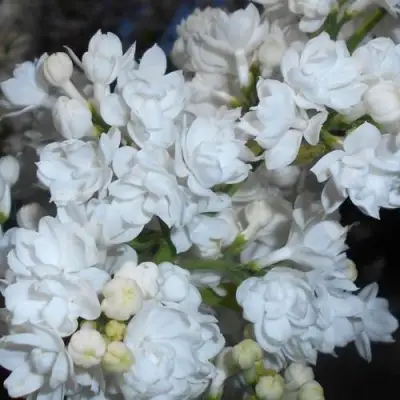 Сирень МИСС ЭЛЕН ВИЛМОТТ в Фаниполе