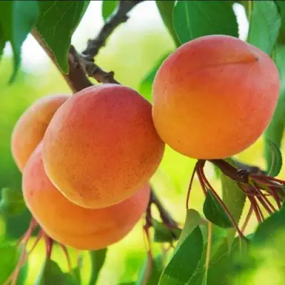 Абрикос ДЕБЮТ в Фаниполе