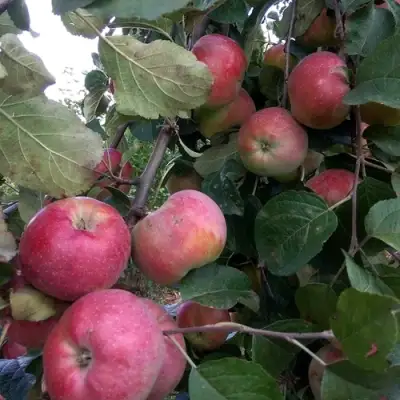 Яблоня АЛЬВА в Фаниполе