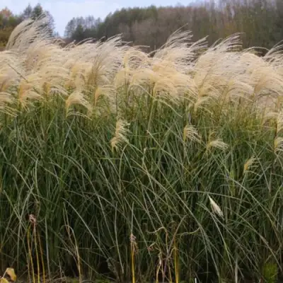 Мискантус ВАНИЛЛА СКАЙ китайский в Фаниполе