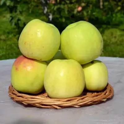 Яблоня БИРСКОЕ ГРУШЕВОЕ (БИЧИК) в Фаниполе